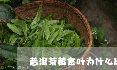 普洱茶黄金叶为什么便宜/2023112851704