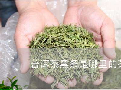 普洱茶黑条是哪里的茶种/2023083120815