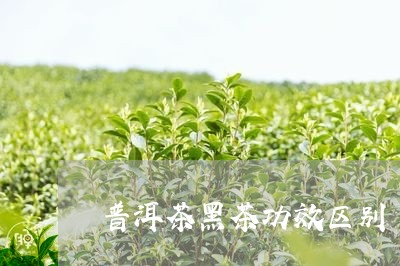 普洱茶黑茶功效区别/2023071174037