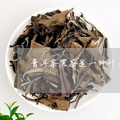 普洱茶黑茶是一种什么茶/2023102472714