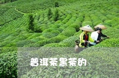 普洱茶黑茶的/2023042801106