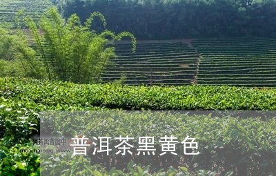 普洱茶黑黄色/2023042666826