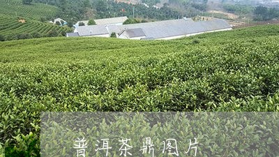 普洱茶鼎图片/2023042629686