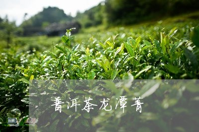 普洱茶龙潭菁/2023042776256