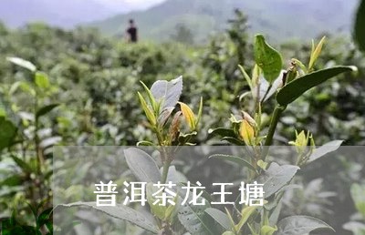 普洱茶龙王塘/2023042744706