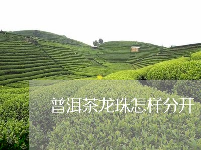 普洱茶龙珠怎样分开/2023070916059