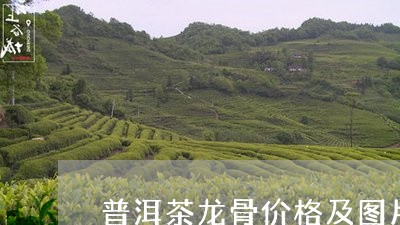 普洱茶龙骨价格及图片欣赏/2023112437293