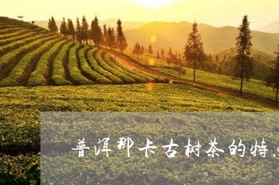 普洱那卡古树茶的特点/2023061333827