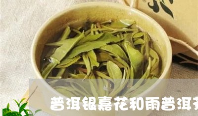 普洱银嘉花和雨普洱茶/2023100741594