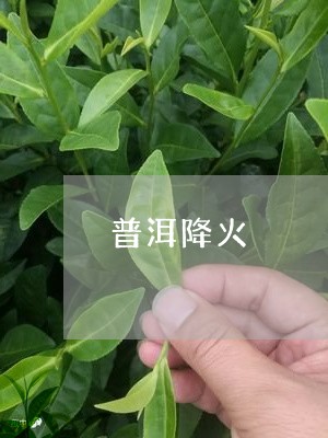 普洱降火/2023110812724