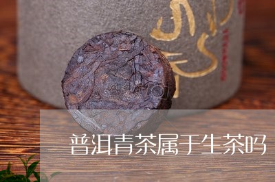 普洱青茶属于生茶吗/2023042782696