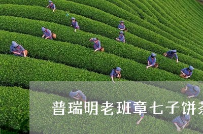 普瑞明老班章七子饼茶/2023061219572