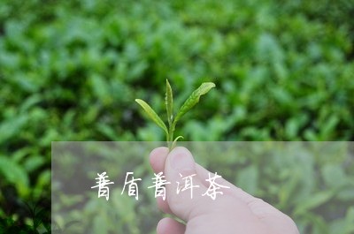 普盾普洱茶/2023090600725