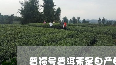 普福号普洱茶是自产自销的/2023051106370