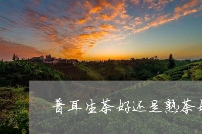 普耳生茶好还是熟茶好/2023092294925