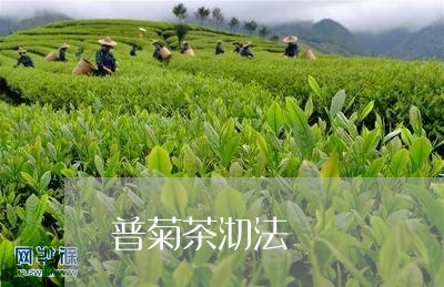 普菊茶沏法/2023041772754