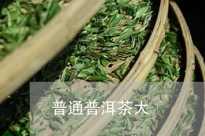 普通普洱茶大/2023042719709