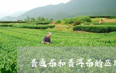 普通茶和普洱茶的区别/2023080269483