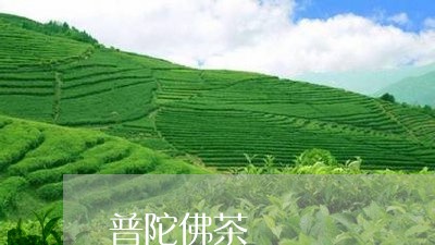 普陀佛茶/2023110871703