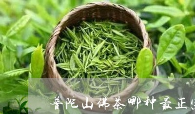 普陀山佛茶哪种最正宗/2023092186160