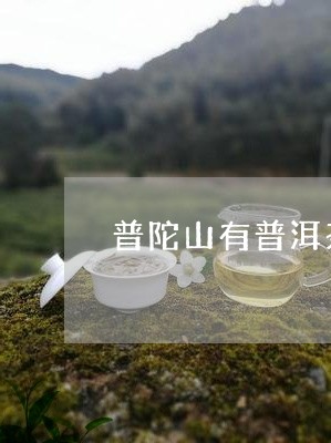 普陀山有普洱茶吗现在开放吗/2023052829389