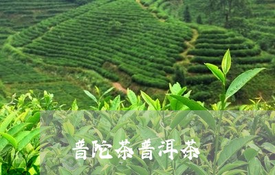 普陀茶普洱茶/2023042900810