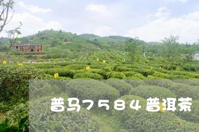 普马7584普洱茶/2023112775059