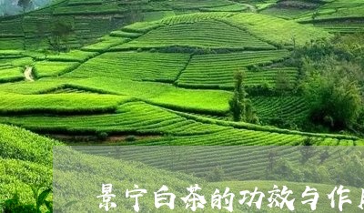 景宁白茶的功效与作用/2023100259402