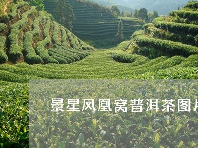 景星凤凰窝普洱茶图片/2023062393937