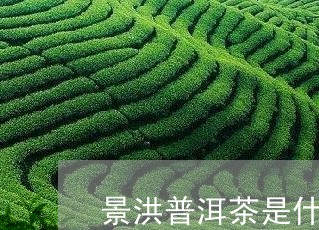 景洪普洱茶是什么茶/2023091485350