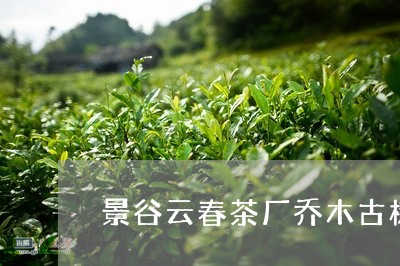 景谷云春茶厂乔木古树/2023071608270