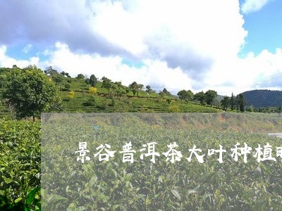 景谷普洱茶大叶种植时间/2023120765161