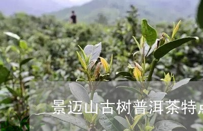 景迈山古树普洱茶特点/2023061715362