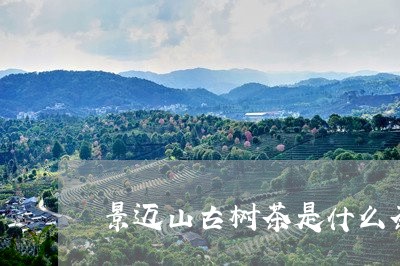 景迈山古树茶是什么茶/2023071621485