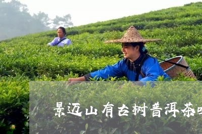 景迈山有古树普洱茶吗/2023072289592