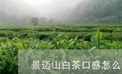 景迈山白茶口感怎么样/2023100287584