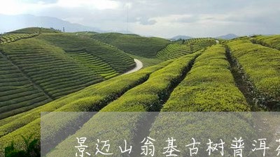 景迈山翁基古树普洱茶/2023092619472