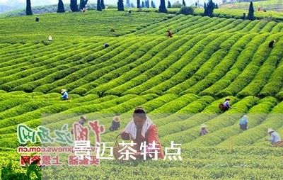 景迈茶特点/2023090258470