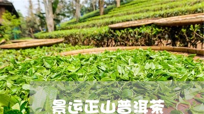 景运正山普洱茶/2023102605131