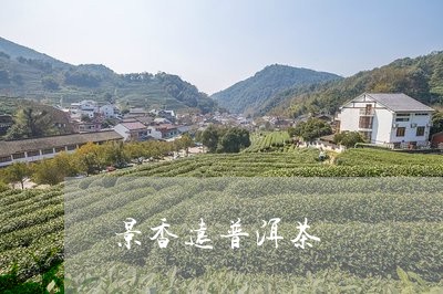 景香远普洱茶/2023042508332