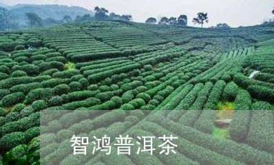 智鸿普洱茶/2023102550405