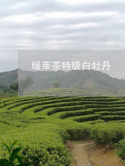 暖莘茶特级白牡丹/2023090626268