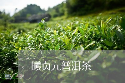 曦贞元普洱茶/2023042967493