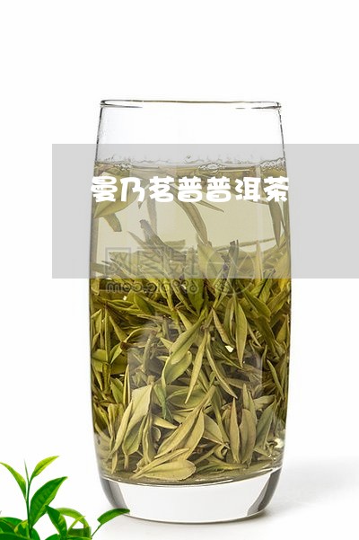 曼乃茗普普洱茶/2023121764951