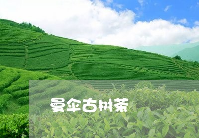 曼伞古树茶/2023041718173