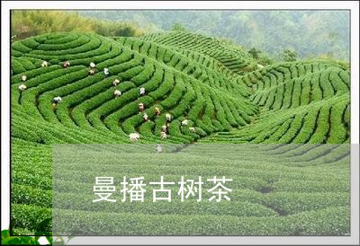 曼播古树茶/2023041820462