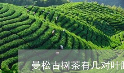 曼松古树茶有几对叶脉/2023071383604