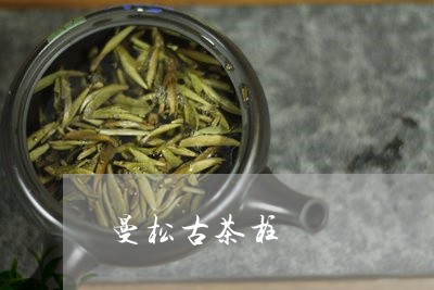 曼松古茶柱/2023121914257