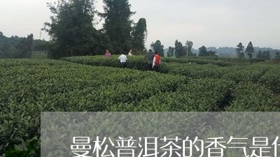 曼松普洱茶的香气是什么/2023082485371