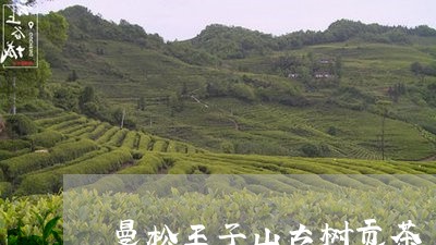 曼松王子山古树贡茶/2023042078380